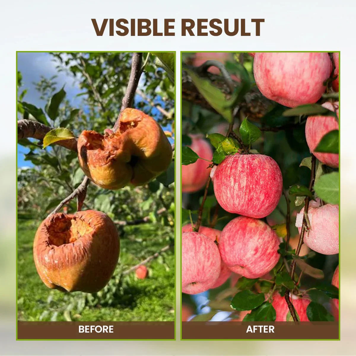 š„Seasonal Promotionš„-Soil Pro Activator - Image 4